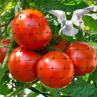 Proteja o seu jardim com uma rede de corte de plástico Agricultura Rede anti-aves UV 25g/m2