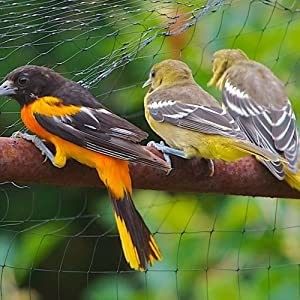 CE ISO Certified Heavy Duty Anti-Bird Net Mesh Trellis Net para horta de estufa de jardim