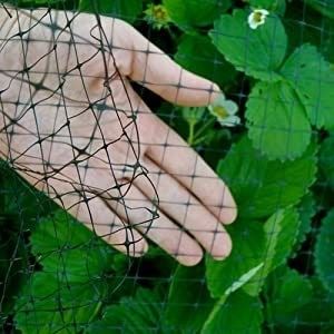 CE ISO Certified Heavy Duty Anti-Bird Net Mesh Trellis Net para horta de estufa de jardim