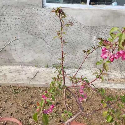 Rede de pássaros personalizada de comprimento 25 X 50 FT para aves de capoeira e proteção de plantas no jardim