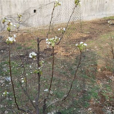 Rede de pássaros personalizada de comprimento 25 X 50 FT para aves de capoeira e proteção de plantas no jardim