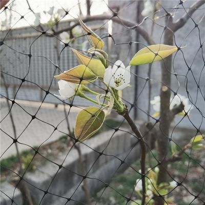 Rede de pássaros personalizada de comprimento 25 X 50 FT para aves de capoeira e proteção de plantas no jardim