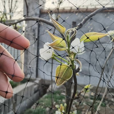 Proteja os seus frutos do jardim com redes anti-pássaros de plástico reutilizáveis e certificado CE ISO