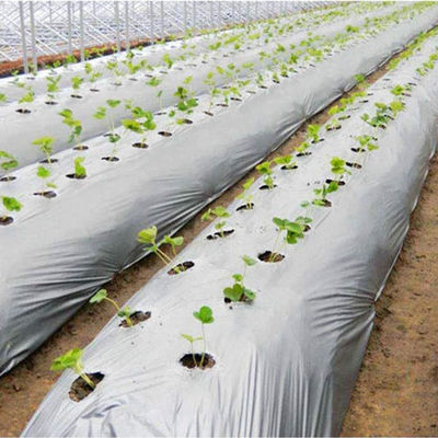 Filme de cobertura de solo agrícola de comprimento personalizado para o cultivo de abacaxi Tempo de vida 1-2 anos